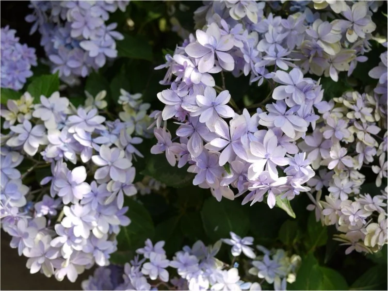 鎌倉の紫陽花名所特集 - 人気のあじさいの画像_40