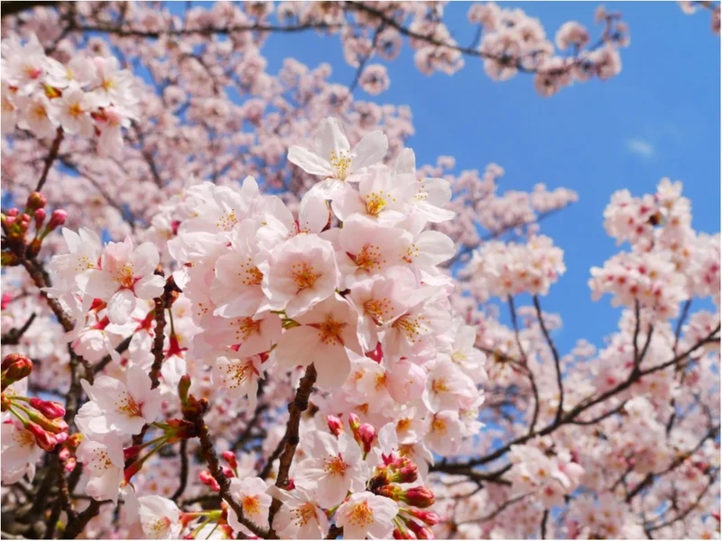 【しの散歩】東京の “桜” の見頃は、もの画像_3