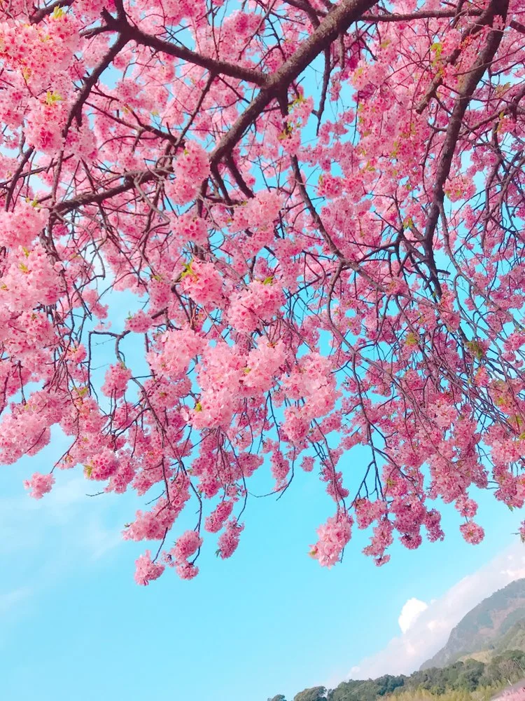 今が見頃❤︎3月なのに桜を楽しめる！河津桜を見に行ってきました*･゜ﾟ･*:.｡..｡.:*･