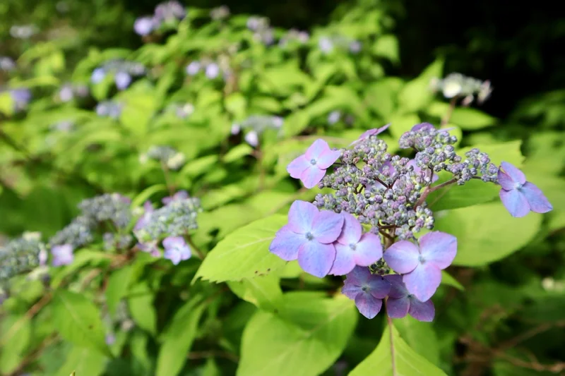 青紫色の額紫陽花の写真
