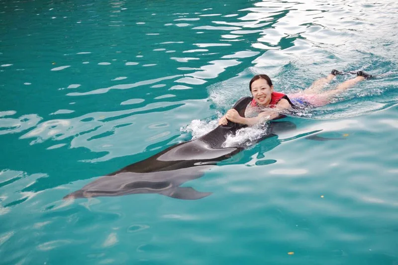 【travel】パラオでイルカに乗ろう～死ぬまでにやりたいことの1つ～