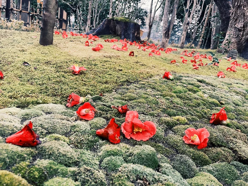 【東京ホテル巡り】椿山荘で1年に5週間限の画像_4