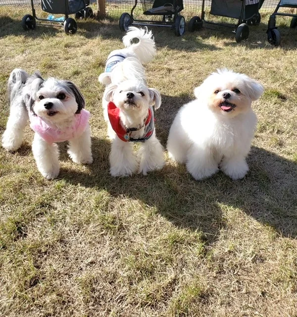 チワワとマルチーズのミックス犬・太郎君が、友達と公園で記念撮影