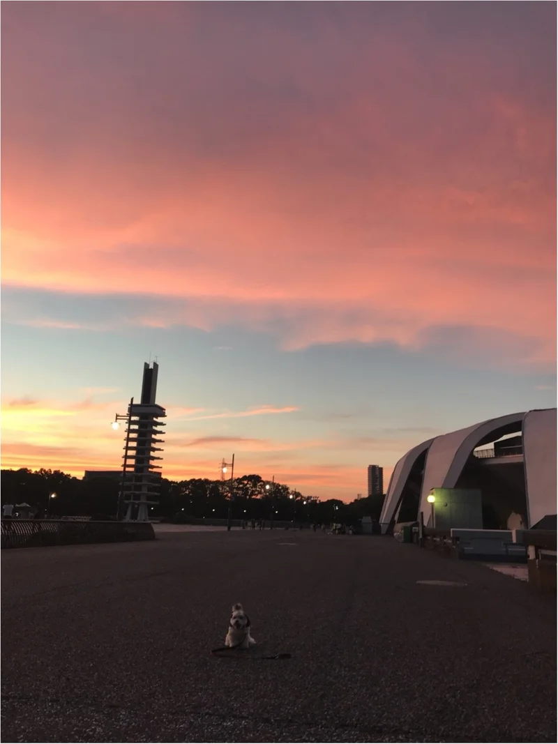 【今日のわんこ】夕暮れ時に感動した太郎くの画像_1