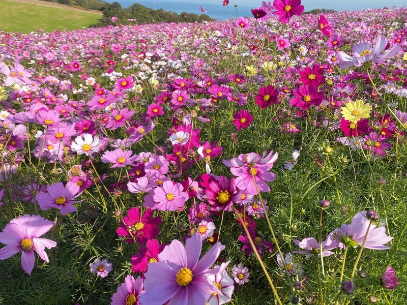 満開のコスモスが見頃】あわじ花さじきへ！ | MORE