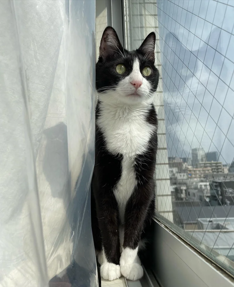 家の中から窓の外を眺める猫・ルウくん