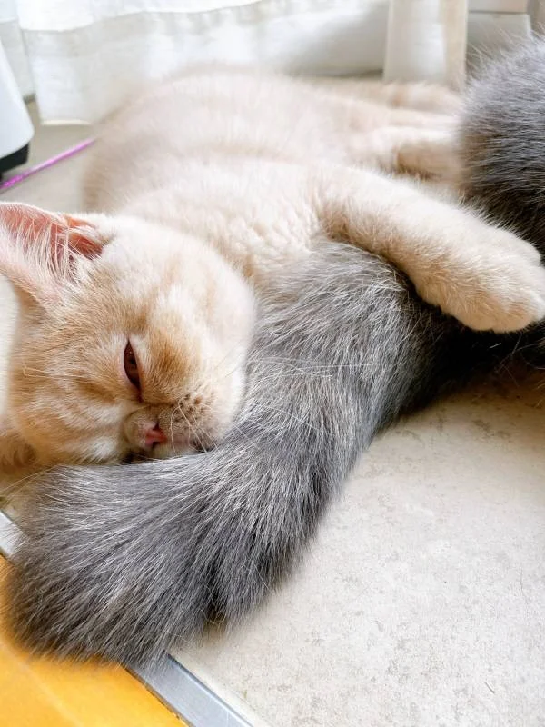 猫・こたつくんのしっぽにひっついて眠る猫・いなりくん