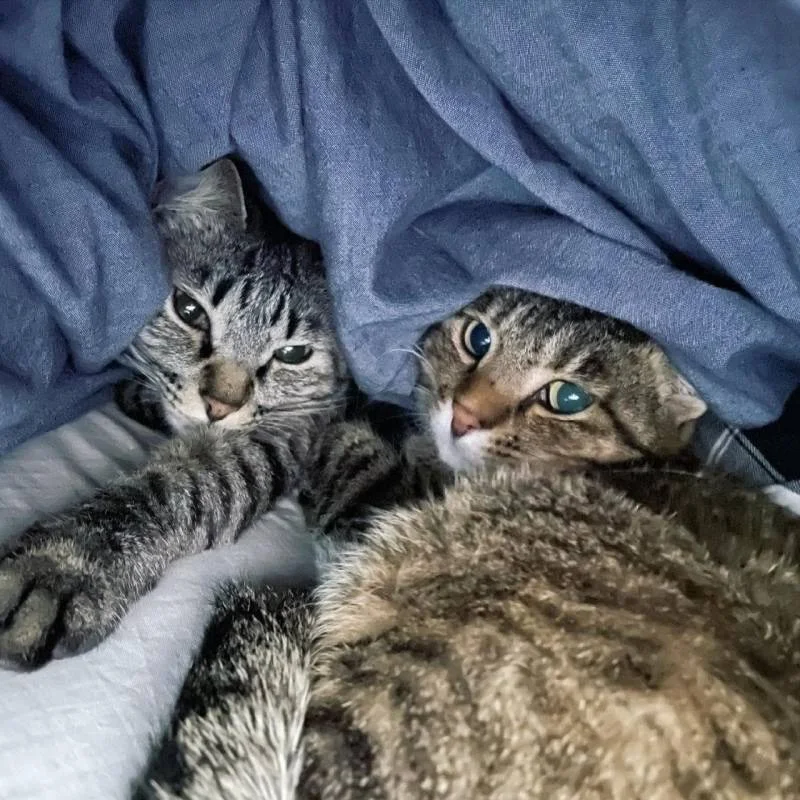 布団の中で眠る2匹の猫・がんくんとサンちゃん