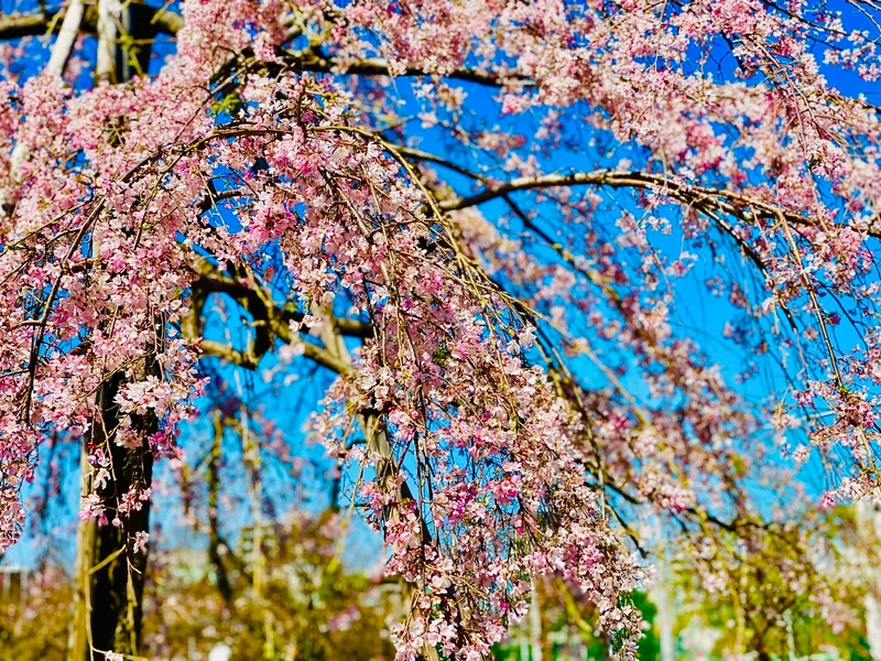 【隅田公園】お花見絶景スポット発見！《桜の画像_7