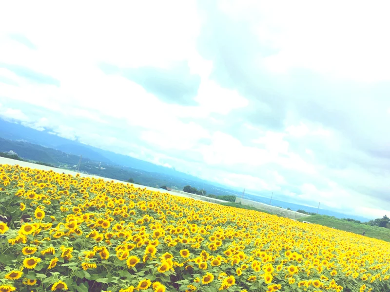 【HISバスツアー】60万本の奇跡！明野ひまわり畑と「清里テラス」＆収穫体験ツアー