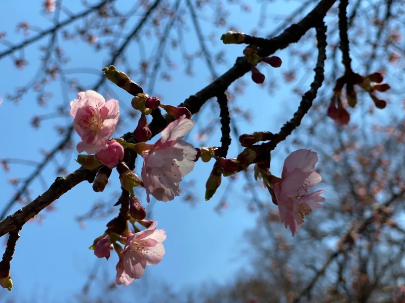 【速報】東京の桜人気スポット！開花状況はの画像_2