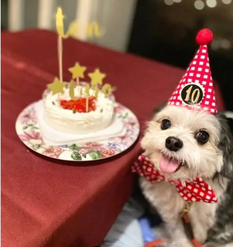 太郎くんが10歳になりました！ 犬用ケーキでお祝い