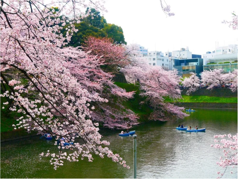 【しの散歩】東京の “桜” の見頃は、もの画像_8