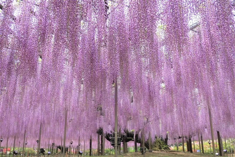 あしかがフラワーパークの大藤