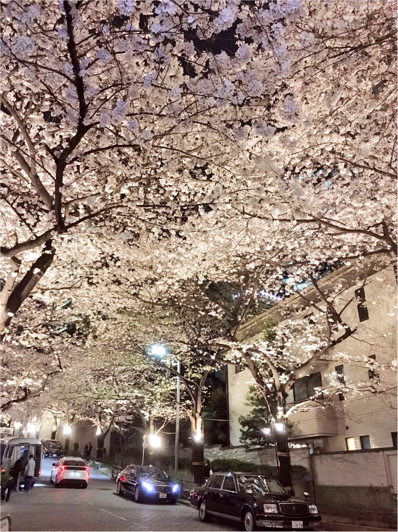 夜桜はしごしました♡六本木〜千鳥ヶ淵の画像_6