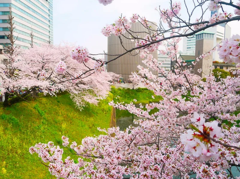 【しの散歩】東京の “桜” の見頃は、もの画像_7