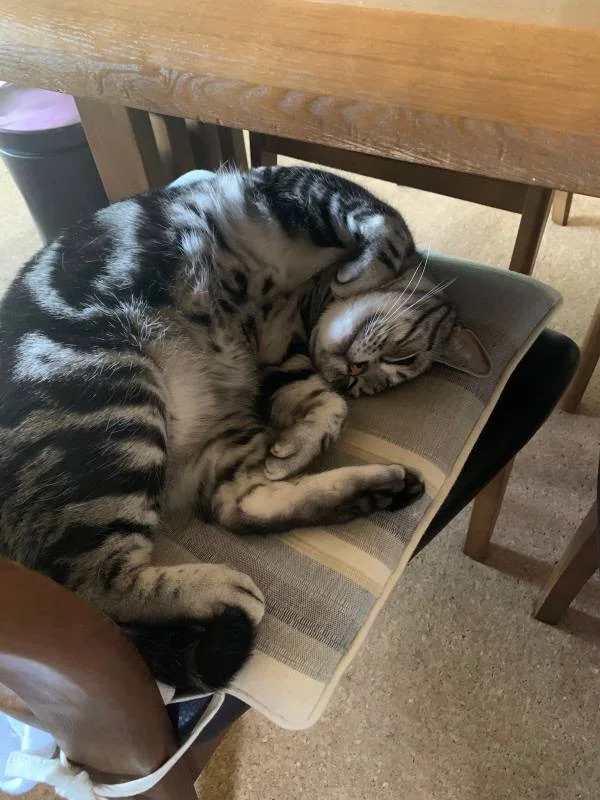 椅子の上のクッションで眠る猫・ソラくん