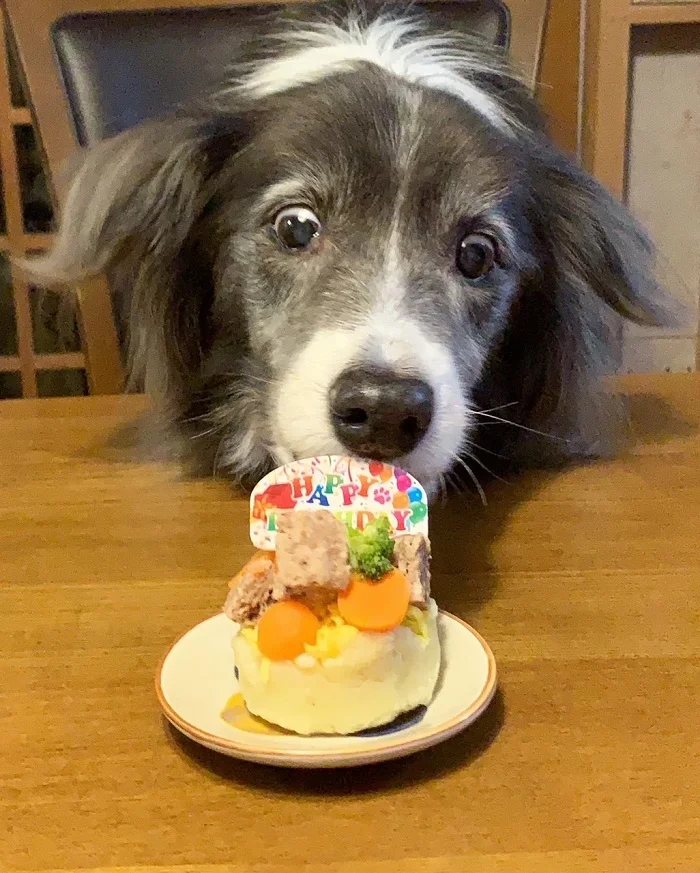 誕生日ケーキを食べる犬・メルちゃん
