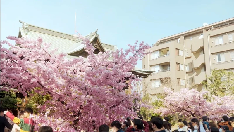 【桜神宮】満開の河津桜を東京で楽しめますの画像_4