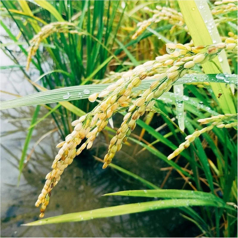 稲刈りが始まりますが、あいにくの雨......。我が家のお米のこだわりとは？【#モアチャレ　農業女子】