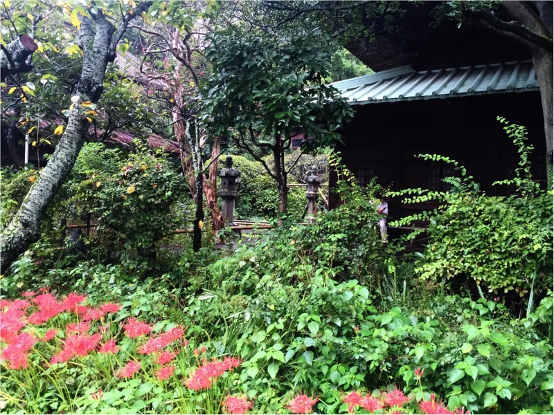 【鎌倉散策】9月10月は彼岸花・萩の季節の画像_2