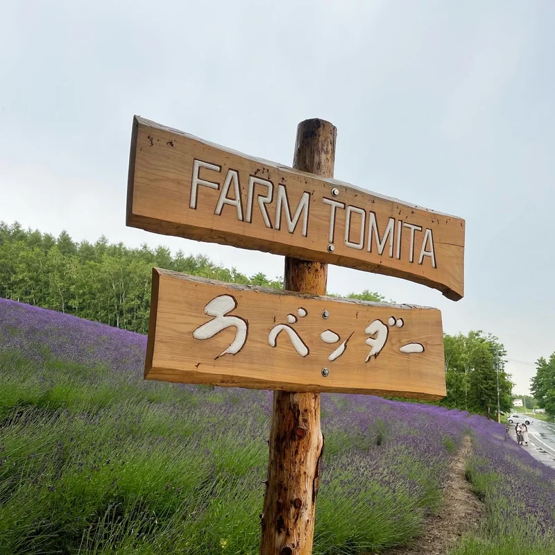 【北海道】今が見ごろ！ラベンダー畑へ週末の画像_1