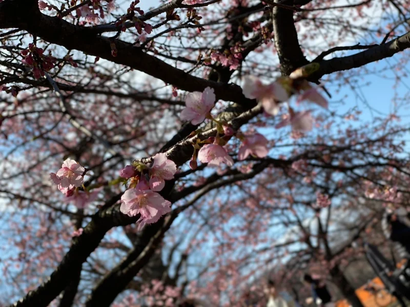 【速報】東京の桜人気スポット！開花状況はの画像_3