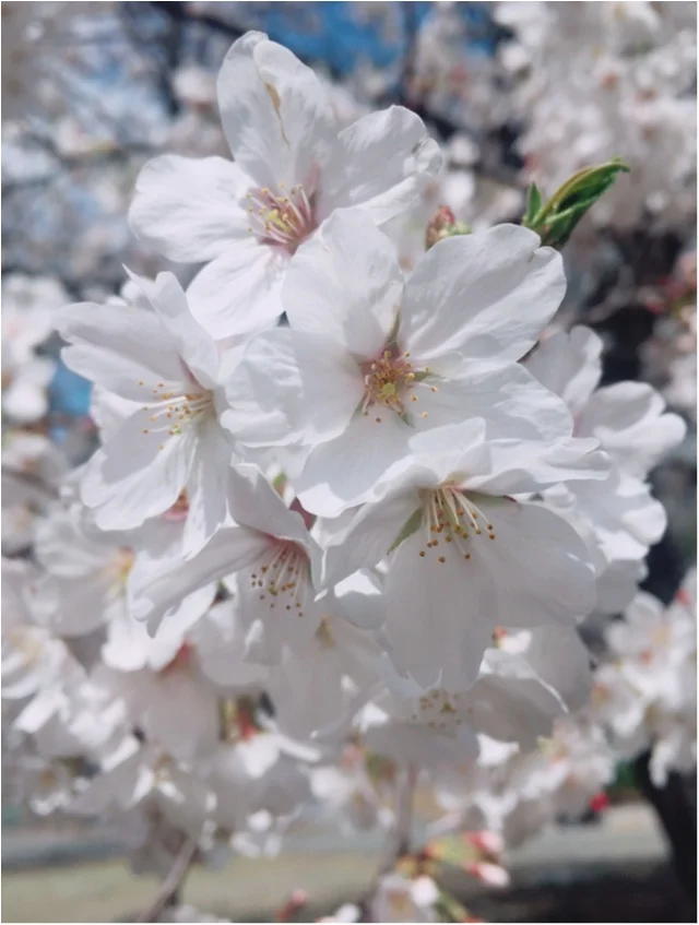 【お花見速報】東京は今週が見頃！？な桜事情
