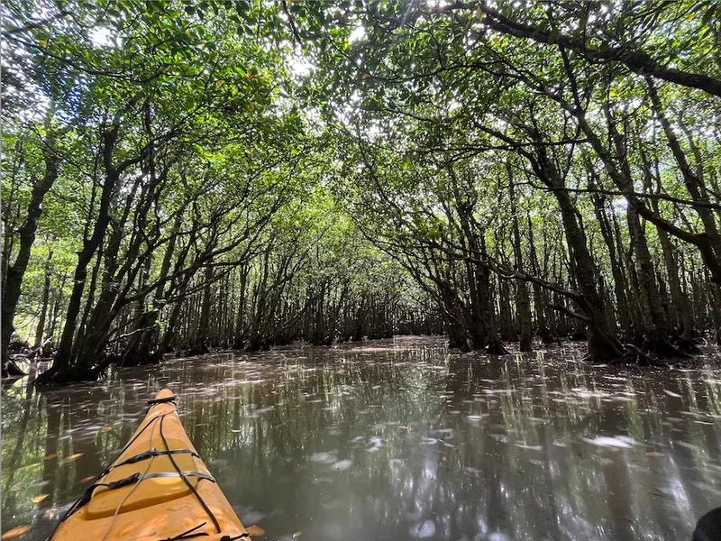 【星野リゾート　沖縄　竹富島】マングローブ林を静かに巡るカヌー体験！