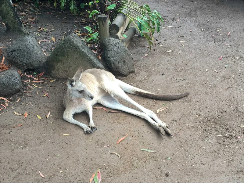 Cairns Australia♡夏休みの画像_4