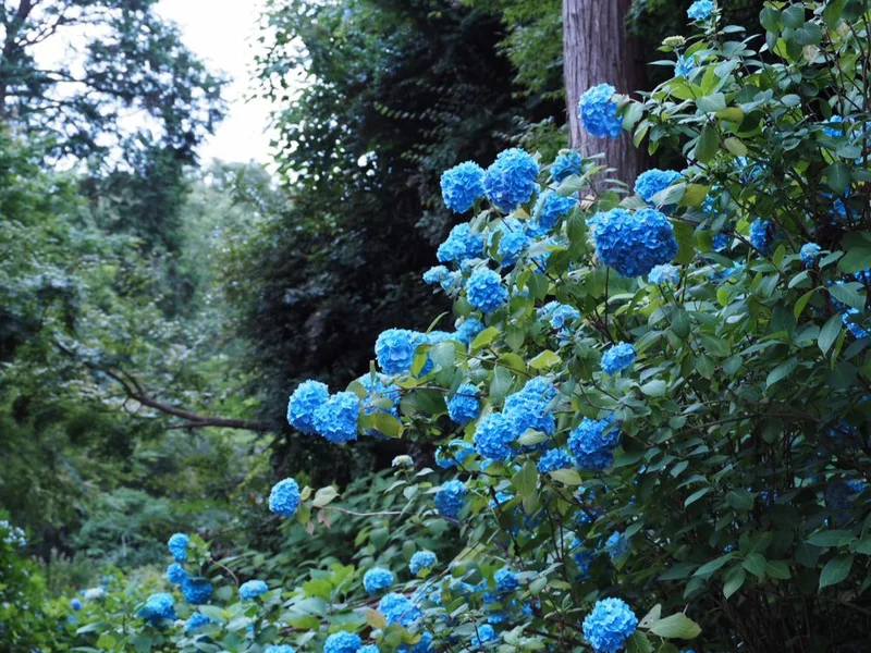 鎌倉の紫陽花名所特集 - 人気のあじさいの画像_30