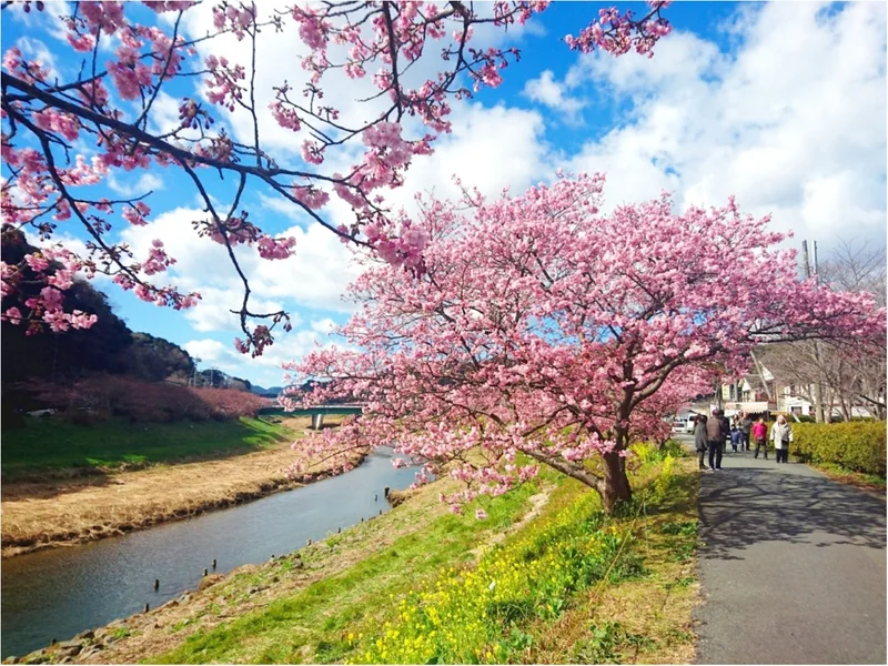 【しの散歩】東京の “桜” の見頃は、もの画像_1