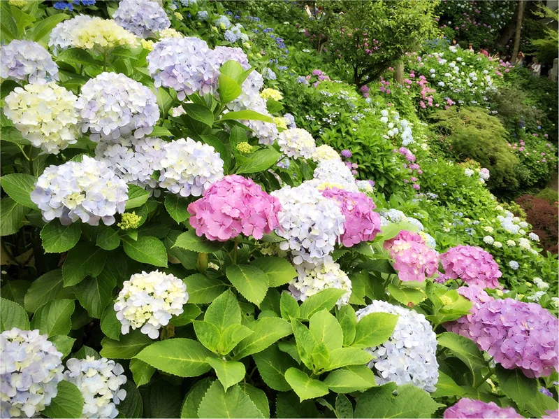 週末鎌倉さんぽ。今が見頃！紫陽花を見に長谷寺へ行ってきました♡＊