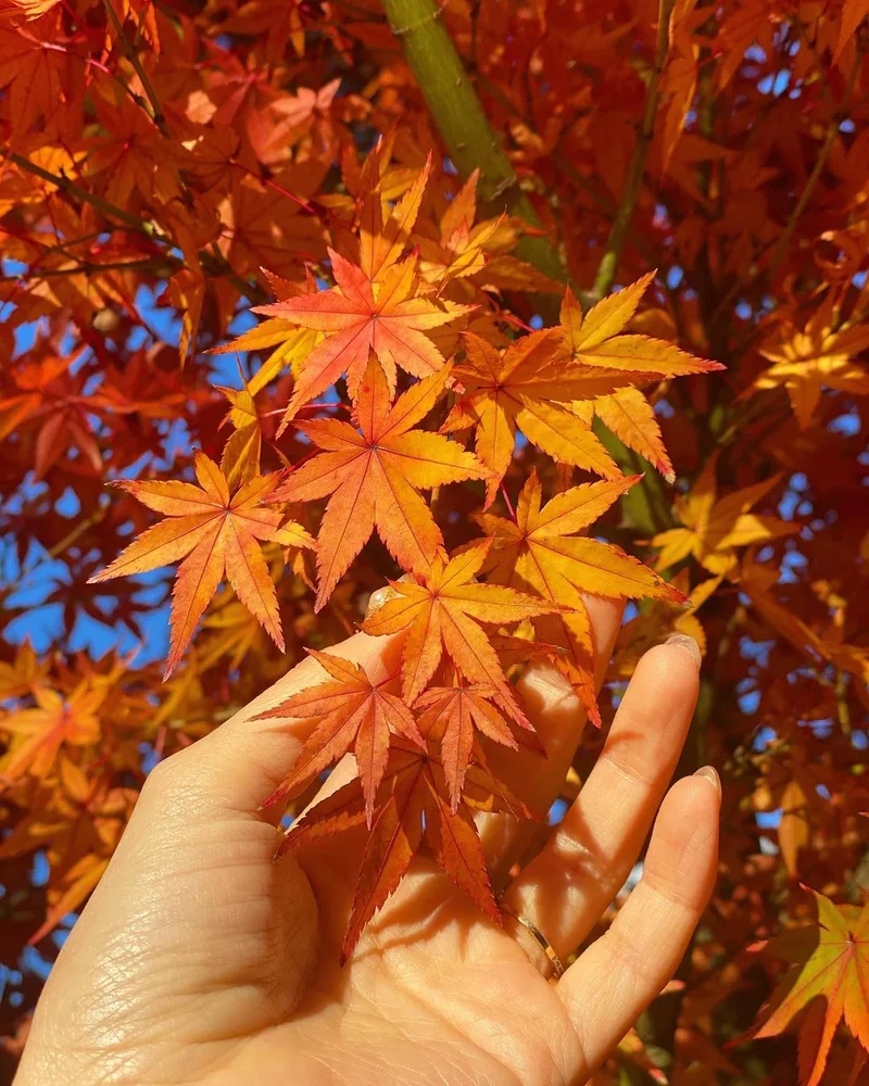 Premiumインフルエンサーズのインスタ拝見！ 折田楓さんが、大分県・由布市へ。金鱗湖の紅葉がピークで美しすぎた♡