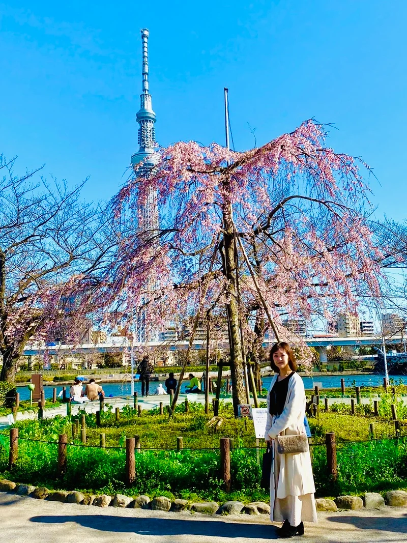 【隅田公園】お花見絶景スポット発見！《桜の画像_8