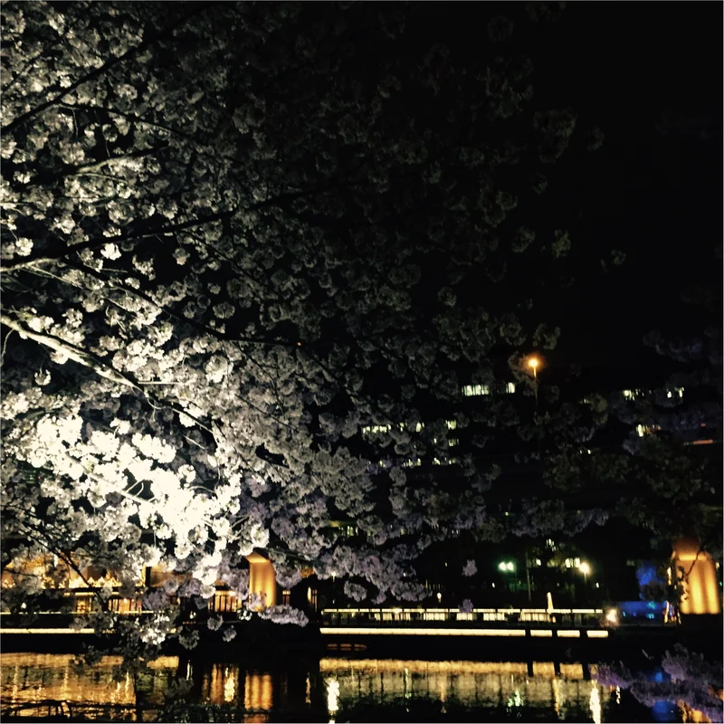 【夜桜見物】大川沿いの桜が満開！川沿いをの画像_3