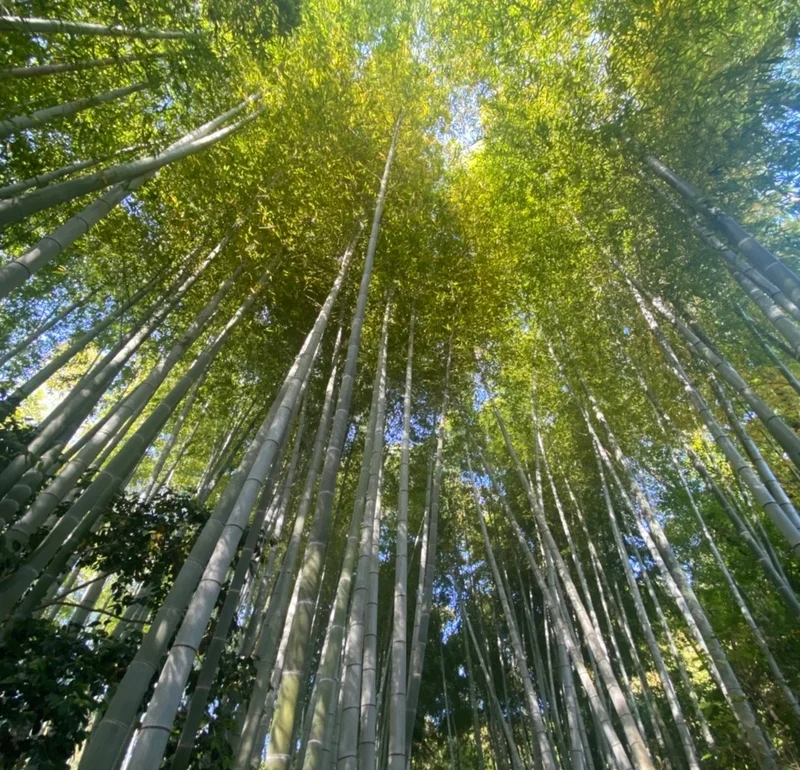 高台寺