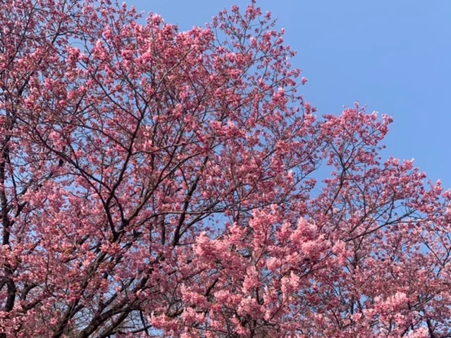 東京桜の名所　新宿御苑に行ってみた！今年の画像_4