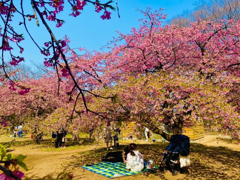 【お花見2021】今が見頃！都内で《河津の画像_4