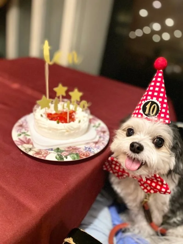 10歳の誕生日を祝う犬・太郎くん
