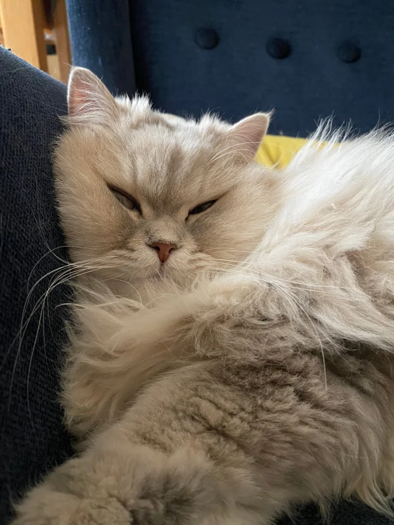 ブサカワな表情で眠る猫・ココンちゃん