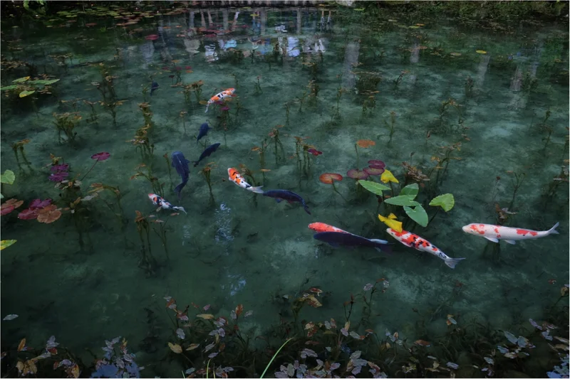 …ஐ オススメスポット✌︎あの【モネの池の画像_1
