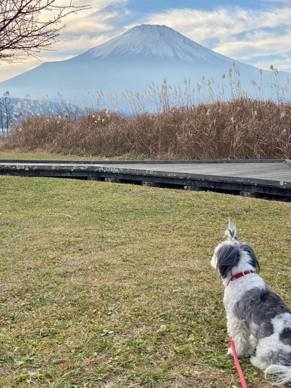 富士山をながめる犬・太郎