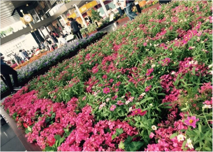 大阪駅に花畑が！♡秋のお散歩コースに駅前の画像_3