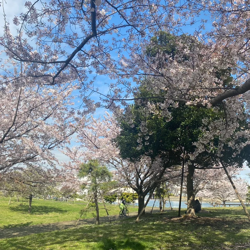 大森ふるさとの浜辺公園の桜