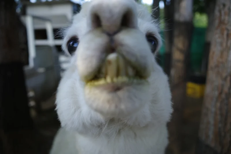 ヘビを首に巻く？！北海道ノースサファリサの画像_5