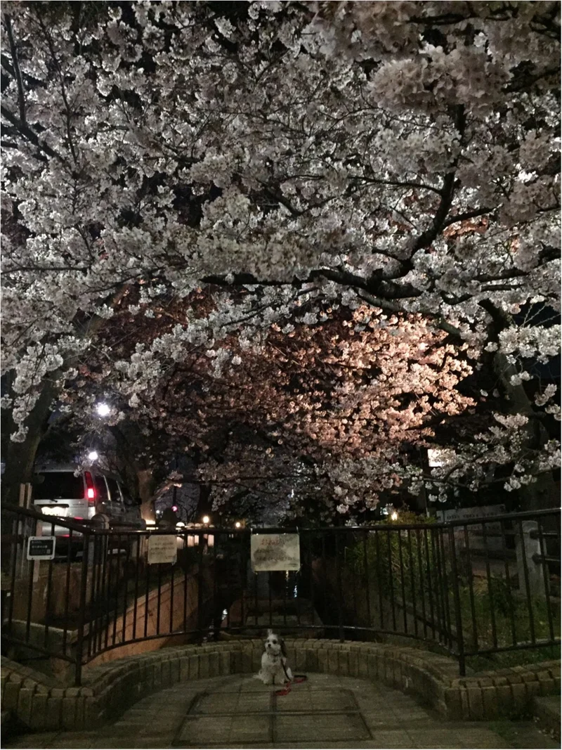 【今日のわんこ】懐かしい写真♪　夜桜の思の画像_1