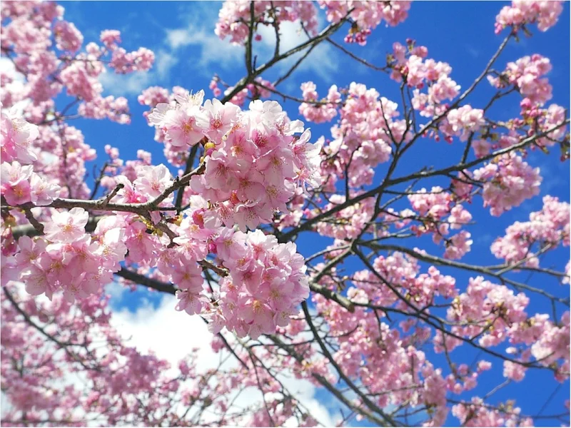 【しの散歩】東京の “桜” の見頃は、もの画像_2
