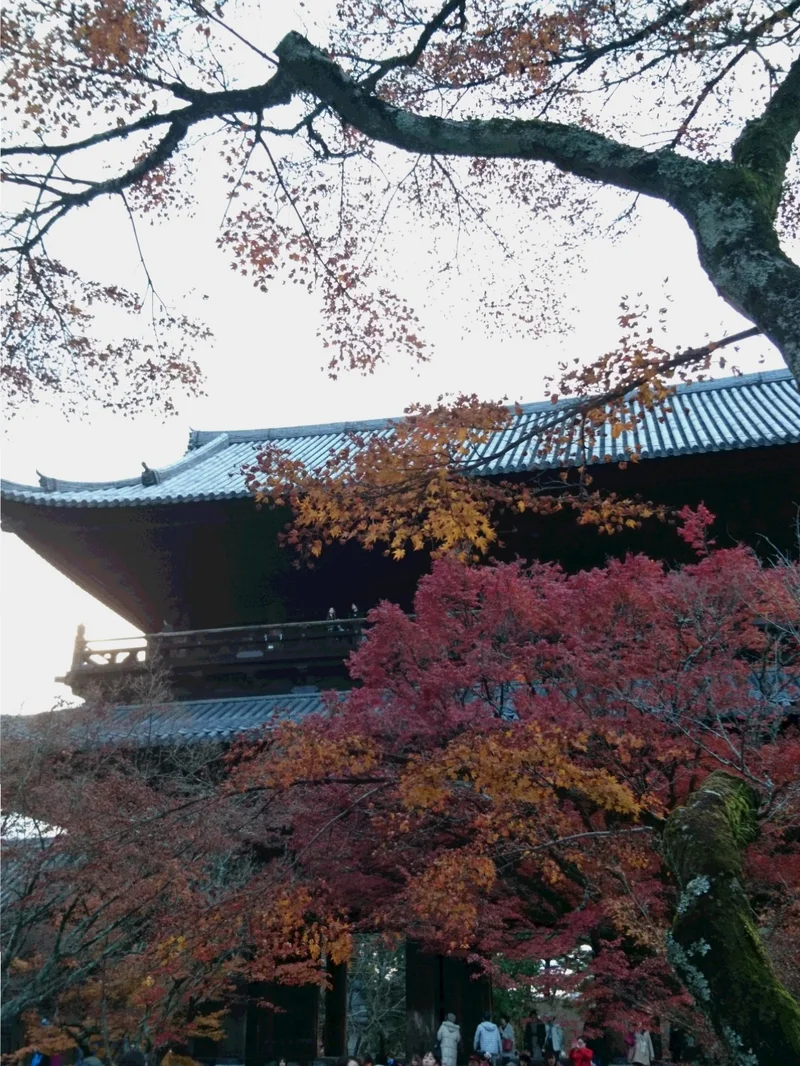 今が見ごろ！関西の紅葉スポット【京都】秋を感じてきました。