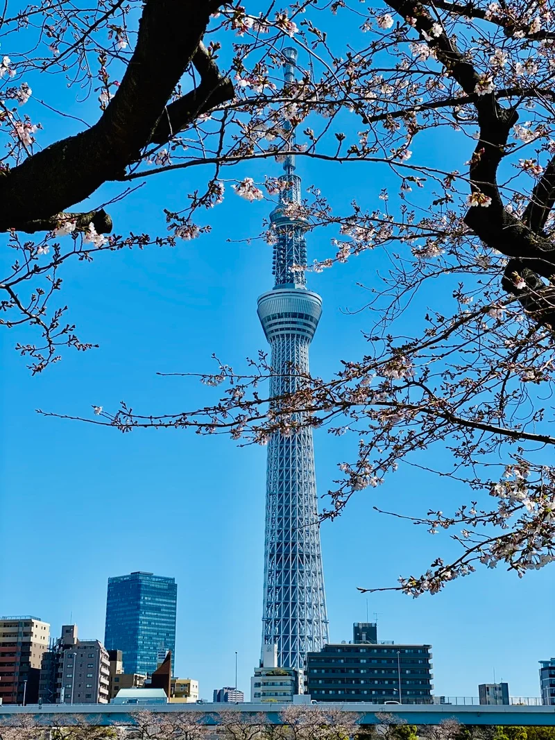 【隅田公園】お花見絶景スポット発見！《桜の画像_4